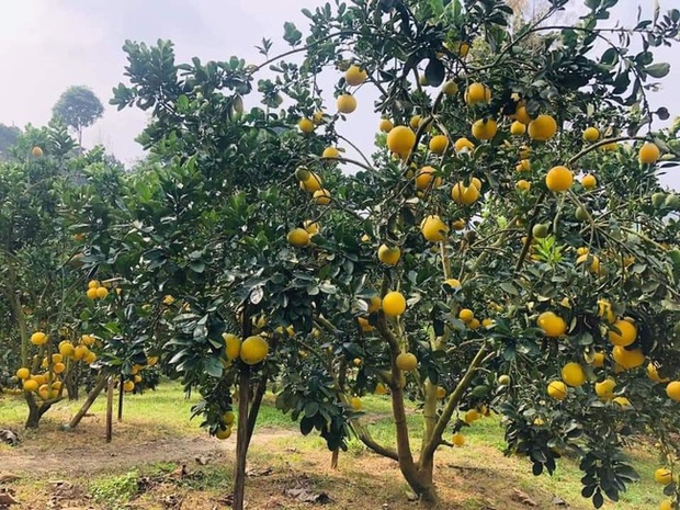 Bàn tiệc cưới bày giữa vườn trái cây ở miền Tây gây xôn xao khắp mạng xã hội, nhiều người gợi ý nên mang theo thứ đặc biệt này khi đến dự - Ảnh 4. Bàn tiệc cưới bày giữa vườn trái cây ở miền Tây gây xôn xao khắp mạng xã hội, nhiều người gợi ý nên mang theo thứ đặc biệt này khi đến dự - Ảnh 4.
