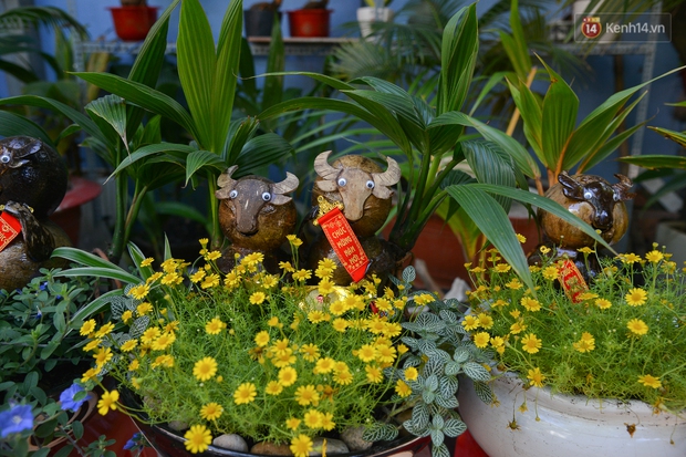 Độc đáo dừa bonsai hình con trâu khiến người Sài Gòn bỏ hàng triệu đồng mua chơi Tết Tân Sửu 2021 - Ảnh 10.