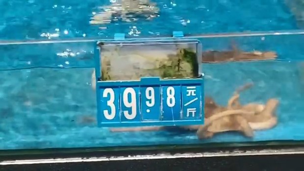 Tủi thân phận nhà nghèo, chú bạch tuộc cố bơi sang bể đắt tiền để đánh đu vào giới thượng lưu - Ảnh 4. Tủi thân phận nhà nghèo, chú bạch tuộc cố bơi sang bể đắt tiền để đánh đu vào giới thượng lưu - Ảnh 4.