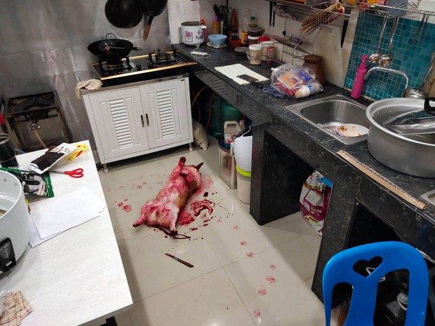 Tìm chó đi lạc, chàng trai kinh hãi phát hiện con vật đang nằm im trong vũng máu cạnh con dao nhưng sự thật đằng sau khiến ai cũng ngã ngửa - Ảnh 1. Tìm chó đi lạc, chàng trai kinh hãi phát hiện con vật đang nằm im trong vũng máu cạnh con dao nhưng sự thật đằng sau khiến ai cũng ngã ngửa - Ảnh 1.