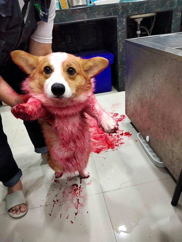Tìm chó đi lạc, chàng trai kinh hãi phát hiện con vật đang nằm im trong vũng máu cạnh con dao nhưng sự thật đằng sau khiến ai cũng ngã ngửa - Ảnh 2. Tìm chó đi lạc, chàng trai kinh hãi phát hiện con vật đang nằm im trong vũng máu cạnh con dao nhưng sự thật đằng sau khiến ai cũng ngã ngửa - Ảnh 2.