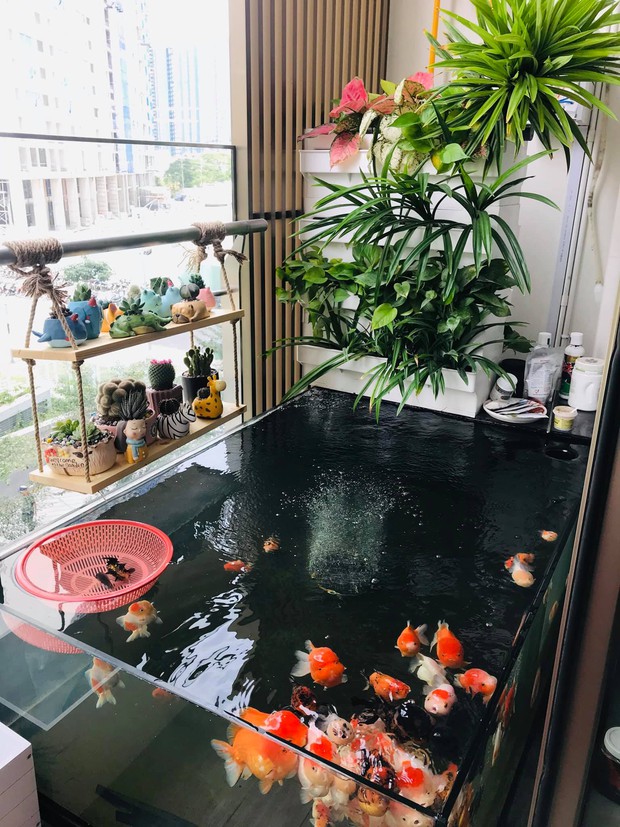 Bán nhà chung cư 2 phòng ngủ, cô nàng chuyển về căn hộ 39m2 ở Phú Mỹ Hưng để trồng cây, nuôi cá - Ảnh 7. Bán nhà chung cư 2 phòng ngủ, cô nàng chuyển về căn hộ 39m2 ở Phú Mỹ Hưng để trồng cây, nuôi cá - Ảnh 7.