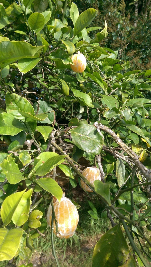Lần đầu tiên tôi mới thấy những loại củ quả trong dáng hình kỳ lạ thế này, bàn tay “mẹ thiên nhiên” quả là kỳ diệu! - Ảnh 5. Lần đầu tiên tôi mới thấy những loại củ quả trong dáng hình kỳ lạ thế này, bàn tay “mẹ thiên nhiên” quả là kỳ diệu! - Ảnh 5.