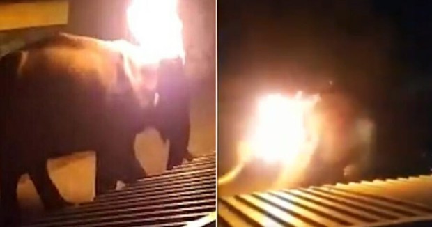 Cụ voi 40 tuổi chết tức tưởi sau khi bị người dân ném lốp xe cháy rực lên người, cảnh tượng con vật hoảng loạn trốn chạy khiến dư luận dậy sóng - Ảnh 1.