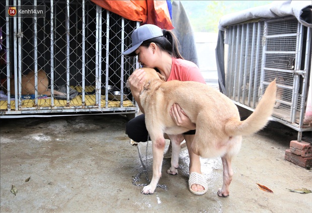 Người phụ nữ bán nhà để được làm “mẹ” của hàng trăm chú chó mèo bị bỏ rơi ở Đà Nẵng - Ảnh 8.