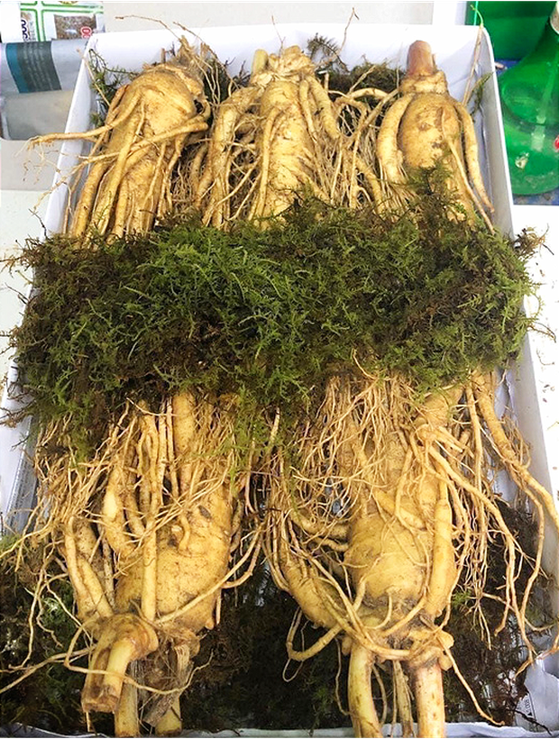 Ngã ngửa với sâm tươi Hàn Quốc giá 500.000 đồng/kg - Ảnh 1.
