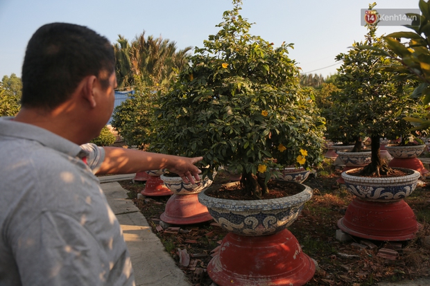 Cả nghìn cây mai Tết nở hoa sớm hơn cả tháng, nhà vườn ở Sài Gòn thiệt hại 15 tỷ đồng - Ảnh 9.