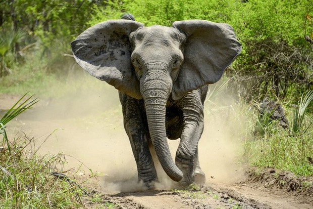 Nhiều cá thể voi không thể mọc ngà do nạn săn trộm - Ảnh 1.