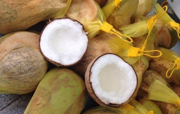 Hàng ngàn trái dừa sáp Trà Vinh lần đầu vượt đại dương, lên kệ ở Úc với giá trên nửa triệu đồng mỗi quả - Ảnh 1.