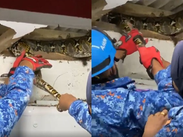 Vệ sinh sạch sẽ phòng ốc nhưng vẫn liên tục bị bẩn, trai đẹp suýt ngất khi tìm thấy nguyên nhân to bự trên trần nhà - Ảnh 4.