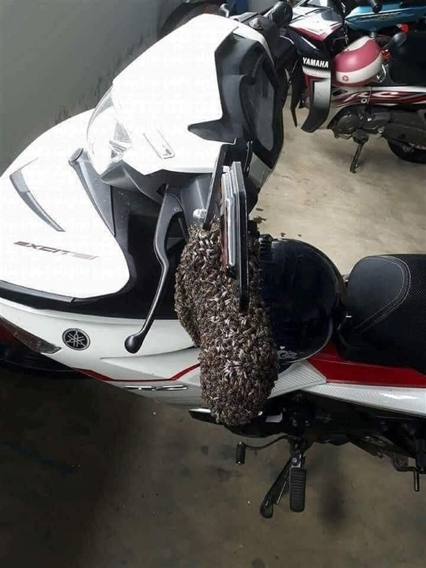 Nghỉ dịch mấy tháng mới xuống nhà xe, anh chàng nổi gai ốc khi thấy cảnh tượng trên xe máy của mình - Ảnh 1. Nghỉ dịch mấy tháng mới xuống nhà xe, anh chàng nổi gai ốc khi thấy cảnh tượng trên xe máy của mình - Ảnh 1.