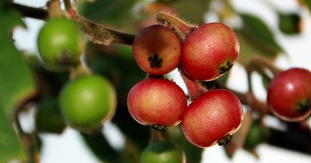 Một loại quả ngọt gây thương nhớ suốt những năm tháng tuổi thơ, tụi trẻ con thời nay làm sao biết được! - Ảnh 2.