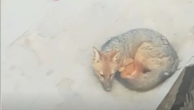 Mua chú chó con chăm sóc nửa năm trời, cả nhà sốc khi con vật vô tình lộ “nguyên hình” liền hoảng loạn báo cảnh sát - Ảnh 2.