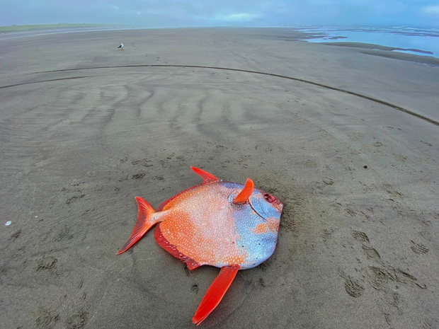 Nhận tin con cá mặt trăng tròn vành vạnh nằm chỏng chơ ở bãi biển, chuyên gia: Của hiếm - Ảnh 1.