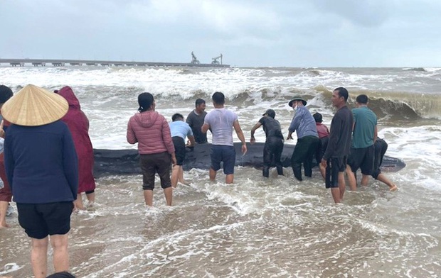 Dân làng chạy ra giải cứu con cá voi nặng 2 tấn trôi dạt vào bờ biển - Ảnh 1. Dân làng chạy ra giải cứu con cá voi nặng 2 tấn trôi dạt vào bờ biển - Ảnh 1.