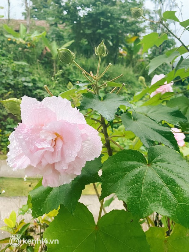 Việt Nam có loài hoa “bước ra từ truyền thuyết” có thể đổi màu 3 lần/ngày, khi héo úa là lúc bất ngờ nhất - Ảnh 3. Việt Nam có loài hoa “bước ra từ truyền thuyết” có thể đổi màu 3 lần/ngày, khi héo úa là lúc bất ngờ nhất - Ảnh 3.