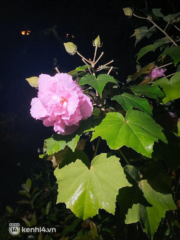 Việt Nam có loài hoa “bước ra từ truyền thuyết” có thể đổi màu 3 lần/ngày, khi héo úa là lúc bất ngờ nhất - Ảnh 4. Việt Nam có loài hoa “bước ra từ truyền thuyết” có thể đổi màu 3 lần/ngày, khi héo úa là lúc bất ngờ nhất - Ảnh 4.