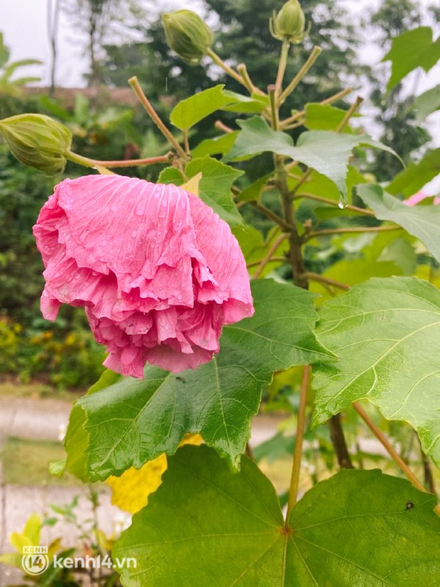 Việt Nam có loài hoa “bước ra từ truyền thuyết” có thể đổi màu 3 lần/ngày, khi héo úa là lúc bất ngờ nhất - Ảnh 5. Việt Nam có loài hoa “bước ra từ truyền thuyết” có thể đổi màu 3 lần/ngày, khi héo úa là lúc bất ngờ nhất - Ảnh 5.