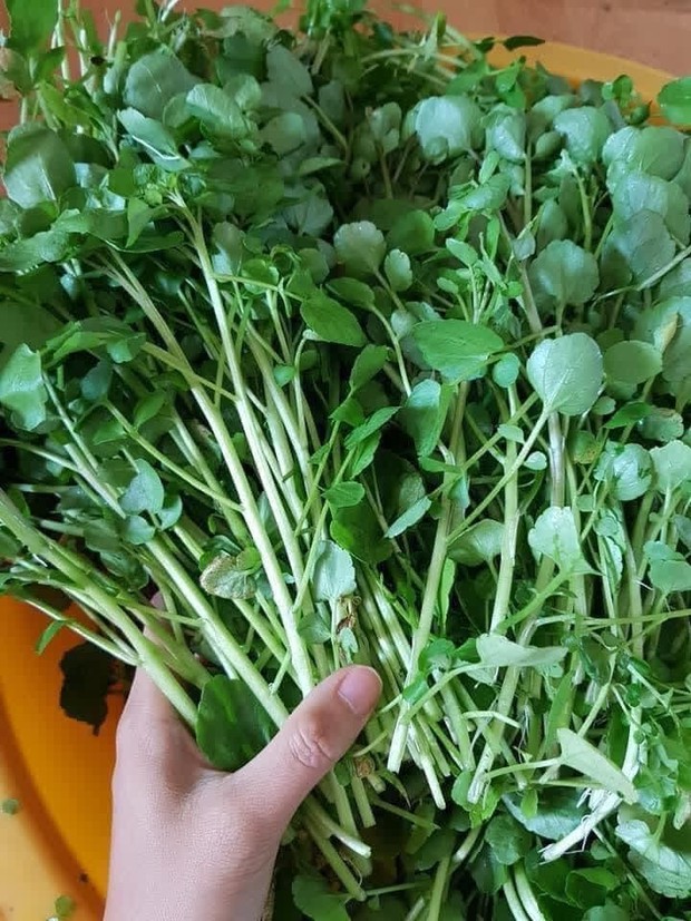 4 loại rau củ quen thuộc không chế biến kĩ mà ăn vào thì nguy cơ cao gây nhiễm ký sinh trùng nguy hiểm nhưng rất nhiều người thích ăn - Ảnh 3. 4 loại rau củ quen thuộc không chế biến kĩ mà ăn vào thì nguy cơ cao gây nhiễm ký sinh trùng nguy hiểm nhưng rất nhiều người thích ăn - Ảnh 3.