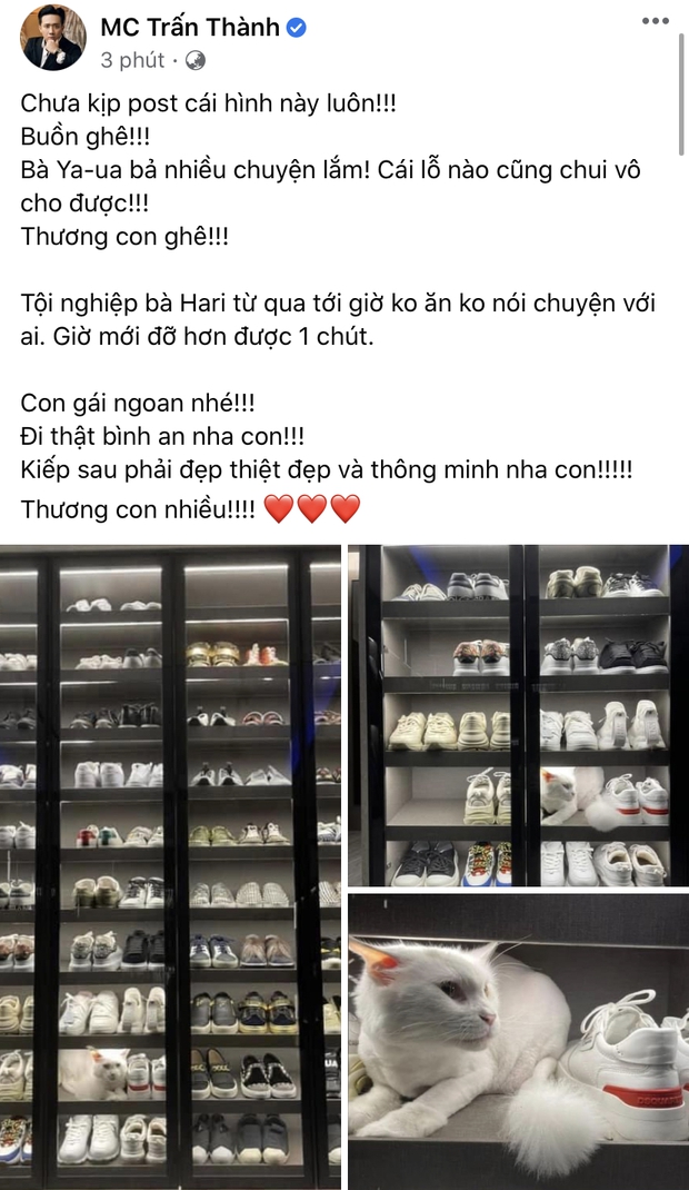 Hari Won gây lo lắng sau khi thú cưng chết, Trấn Thành chia sẻ đầy xúc động - Ảnh 2. Hari Won gây lo lắng sau khi thú cưng chết, Trấn Thành chia sẻ đầy xúc động - Ảnh 2.