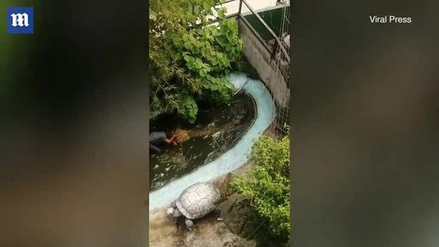 Tưởng cá sấu dài 3.5m là mô hình đồ chơi, người đàn ông bị tấn công sau khi nhảy xuống vuốt ve, chụp hình cùng - Ảnh 3. Tưởng cá sấu dài 3.5m là mô hình đồ chơi, người đàn ông bị tấn công sau khi nhảy xuống vuốt ve, chụp hình cùng - Ảnh 3.