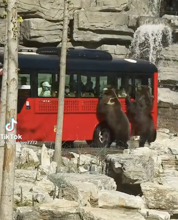 Clip hiếm: Du khách hoang mang thấy 2 nhân viên sở thú đu theo chiếc xe buýt, zoom lại gần mới phát hiện hoá ra không phải người? - Ảnh 3.