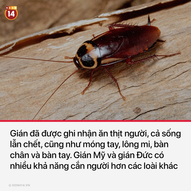 15 sự thật thú vị và rùng rợn sẽ làm bạn có cái nhìn mới mẻ về thế giới quanh mình - Ảnh 11. 15 sự thật thú vị và rùng rợn sẽ làm bạn có cái nhìn mới mẻ về thế giới quanh mình - Ảnh 11.
