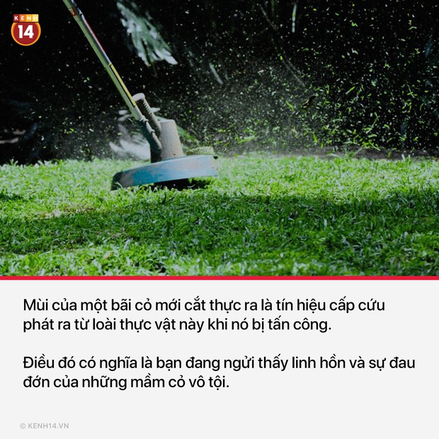 15 sự thật thú vị và rùng rợn sẽ làm bạn có cái nhìn mới mẻ về thế giới quanh mình - Ảnh 3. 15 sự thật thú vị và rùng rợn sẽ làm bạn có cái nhìn mới mẻ về thế giới quanh mình - Ảnh 3.