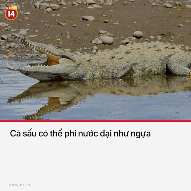 15 sự thật thú vị và rùng rợn sẽ làm bạn có cái nhìn mới mẻ về thế giới quanh mình - Ảnh 8. 15 sự thật thú vị và rùng rợn sẽ làm bạn có cái nhìn mới mẻ về thế giới quanh mình - Ảnh 8.