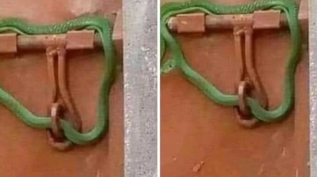 Bị bùng tiền quá nhiều, chủ trọ khóa cửa bằng rắn sống để khách thuê không thể vào nhà - Ảnh 1. Bị bùng tiền quá nhiều, chủ trọ khóa cửa bằng rắn sống để khách thuê không thể vào nhà - Ảnh 1.