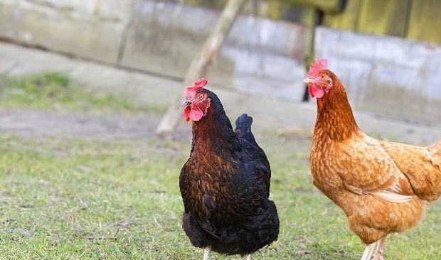 Thứ bẩn nhất của con gà không phải mông mà là 3 bộ phận hầu hết mọi người yêu thích ăn hàng ngày - Ảnh 1.