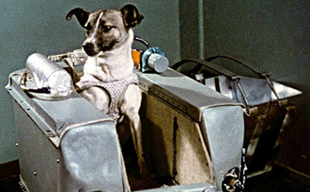 Laiko – chú chó đầu tiên bay vào vũ trụ: Cái kết “đã định trước” và hành trình lịch sử dài 103 phút khiến thế giới quặn đau mỗi khi nhớ lại - Ảnh 2.