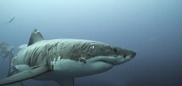 Clip: Cận cảnh chú cá mập trắng khổng lồ với hàng trăm vết sẹo yang hồ nhất đại dương - Ảnh 5.