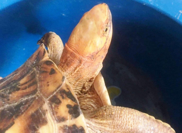 Cá thể rùa quý hiếm có tên trong Sách Đỏ đi lạc vào nhà dân - Ảnh 1.