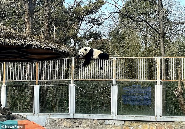 Clip: Gấu trúc hư đốn khét tiếng sở thú Bắc Kinh vượt rào bỏ trốn, khách tham quan la hét cổ vũ - Ảnh 4.
