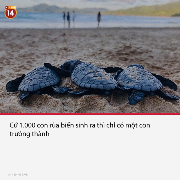 15 sự thật thú vị nhưng vô cùng ám ảnh, thể hiện mặt tối thực tại đang diễn ra từng phút trên hành tinh này - Ảnh 13. 15 sự thật thú vị nhưng vô cùng ám ảnh, thể hiện mặt tối thực tại đang diễn ra từng phút trên hành tinh này - Ảnh 13.
