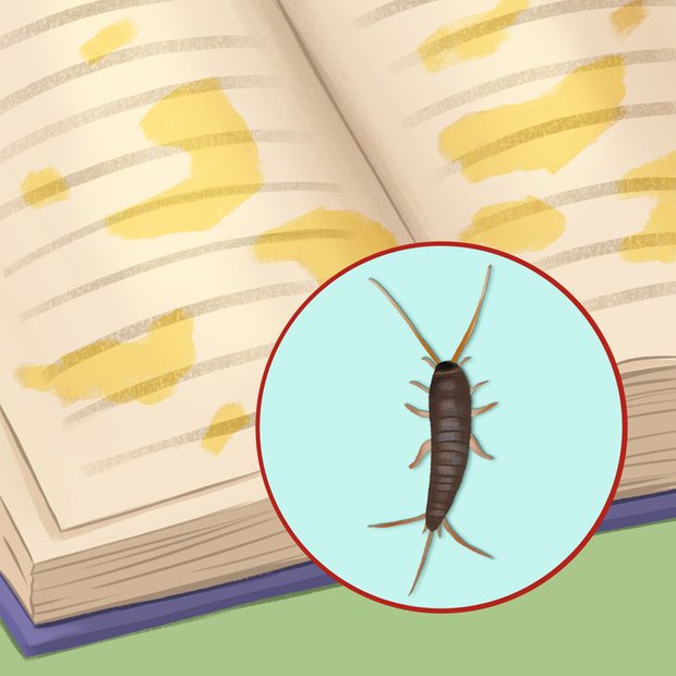 Thấy 7 dấu hiệu này chứng tỏ sâu bọ, côn trùng đang ngấm ngầm xâm chiếm nhà bạn, nhiều loài mắt thường khó phát hiện - Ảnh 6.
