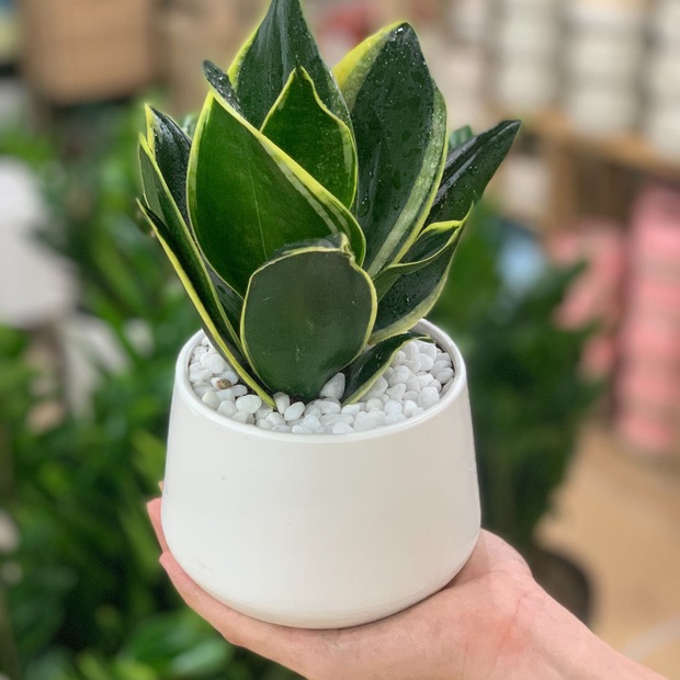 Mệnh Kim sở hữu 4 loại cây phong thuỷ này thì tiền tài - cát tường - vượng khí gõ cửa ầm ầm, thời tới không cản kịp - Ảnh 5.