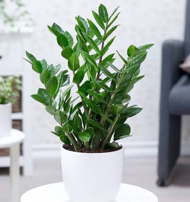 Mệnh Kim sở hữu 4 loại cây phong thuỷ này thì tiền tài - cát tường - vượng khí gõ cửa ầm ầm, thời tới không cản kịp - Ảnh 4.