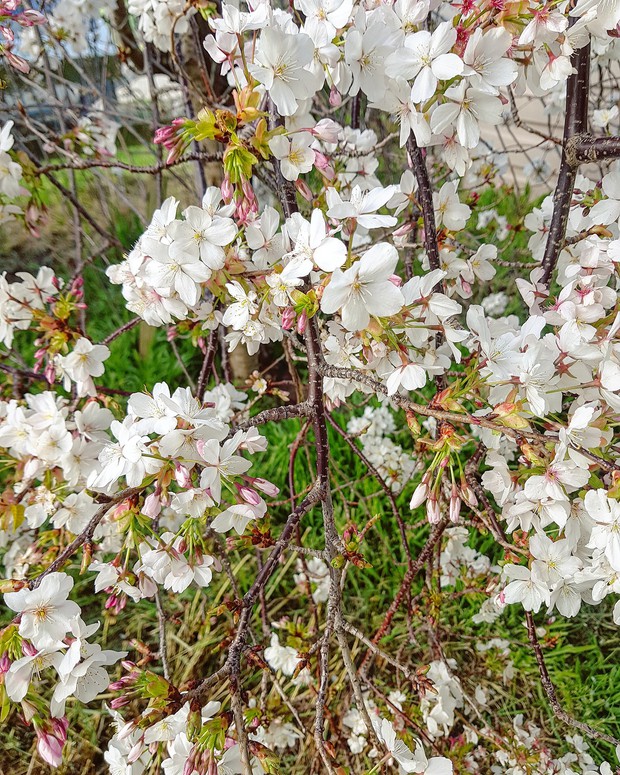 Chuyện đón Tết xứ người của cô dâu Việt lấy chồng Úc: Nhớ lắm hương vị quê nhà, bù lại được anh chồng Tây chạy đôn chạy đáo lo cho vợ cái Tết đầy đủ nhất - Ảnh 14.