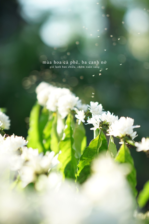 Ảnh: Hoa cà phê nở đẹp run người dưới ống kính của chàng trai quê Đắk Lắk, mùa núi tuyết trắng đã về rồi! - Ảnh 5.