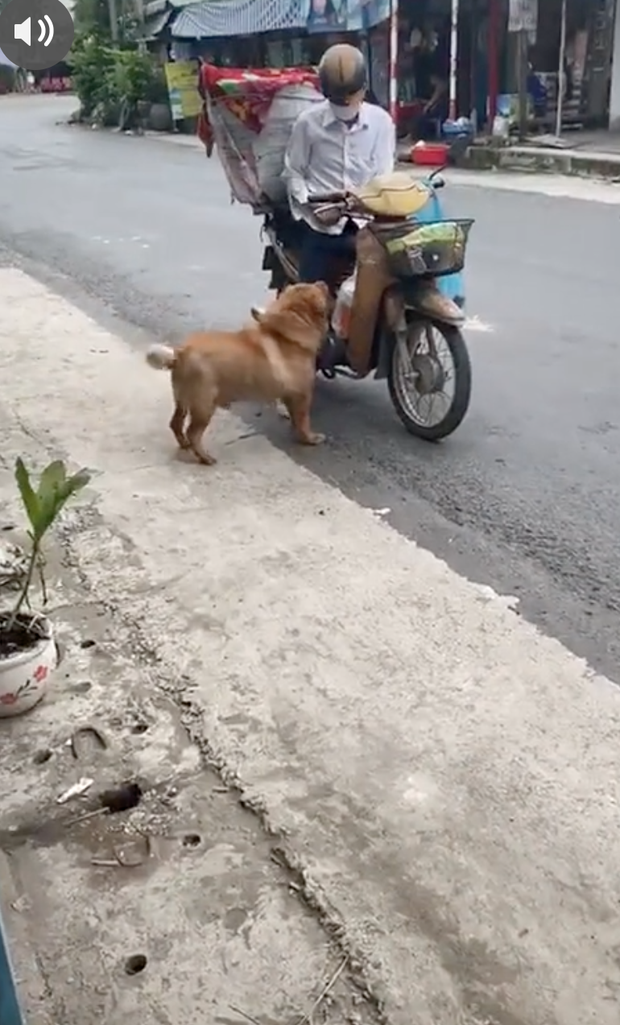 Chú chó mua bánh mì thiếu một cách uy tín khiến nhiều người phát cuồng: Chắc là mối ruột của chú bán bánh mì rồi! - Ảnh 1. Chú chó mua bánh mì thiếu một cách uy tín khiến nhiều người phát cuồng: Chắc là mối ruột của chú bán bánh mì rồi! - Ảnh 1.