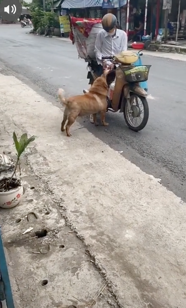 Chú chó mua bánh mì thiếu một cách uy tín khiến nhiều người phát cuồng: Chắc là mối ruột của chú bán bánh mì rồi! - Ảnh 2. Chú chó mua bánh mì thiếu một cách uy tín khiến nhiều người phát cuồng: Chắc là mối ruột của chú bán bánh mì rồi! - Ảnh 2.