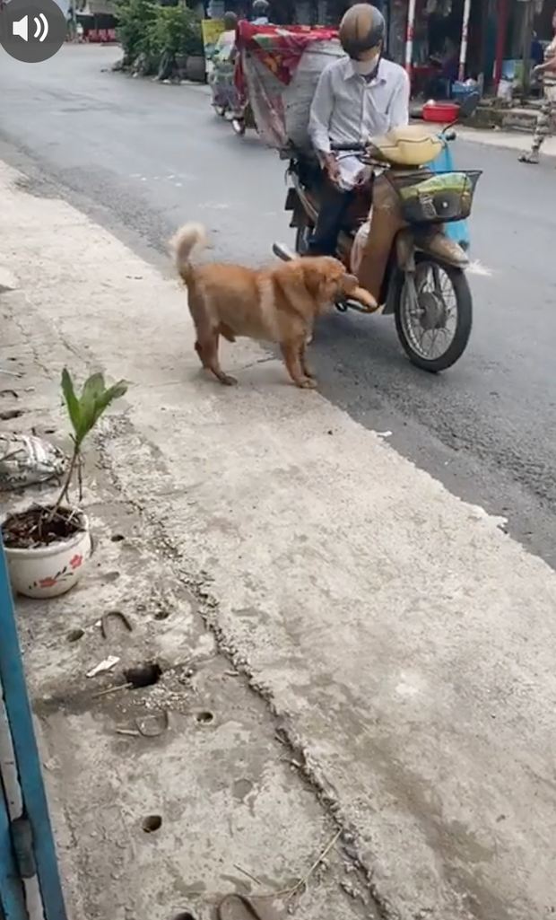 Chú chó mua bánh mì thiếu một cách uy tín khiến nhiều người phát cuồng: Chắc là mối ruột của chú bán bánh mì rồi! - Ảnh 3. Chú chó mua bánh mì thiếu một cách uy tín khiến nhiều người phát cuồng: Chắc là mối ruột của chú bán bánh mì rồi! - Ảnh 3.