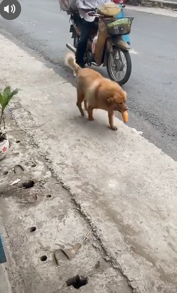 Chú chó mua bánh mì thiếu một cách uy tín khiến nhiều người phát cuồng: Chắc là mối ruột của chú bán bánh mì rồi! - Ảnh 4. Chú chó mua bánh mì thiếu một cách uy tín khiến nhiều người phát cuồng: Chắc là mối ruột của chú bán bánh mì rồi! - Ảnh 4.
