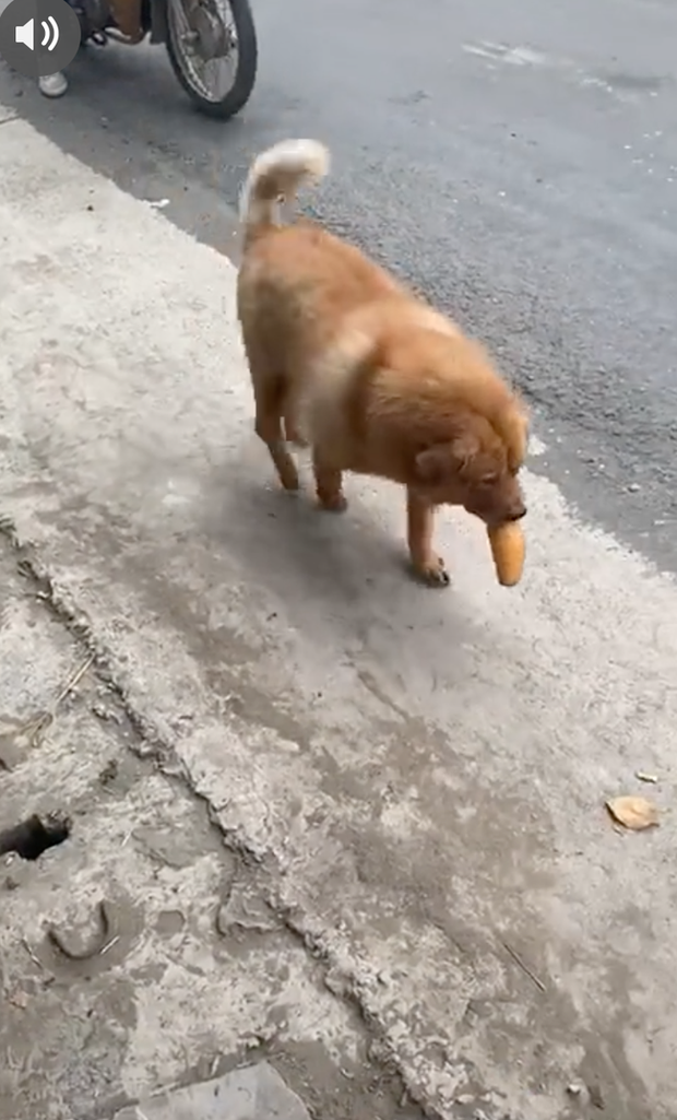 Chú chó mua bánh mì thiếu một cách uy tín khiến nhiều người phát cuồng: Chắc là mối ruột của chú bán bánh mì rồi! - Ảnh 5. Chú chó mua bánh mì thiếu một cách uy tín khiến nhiều người phát cuồng: Chắc là mối ruột của chú bán bánh mì rồi! - Ảnh 5.