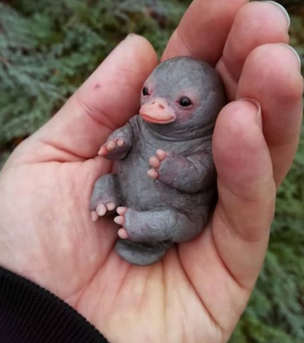 Tấm ảnh con vật trông cưng xỉu khiến dân mạng share rầm rộ, nhưng rồi tất cả ngã ngửa khi biết sự thật đằng sau - Ảnh 1.