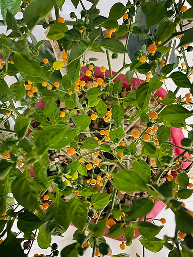 Cây ớt Peru có gì mà giá lên tới nửa tỷ đồng/kg, hàng loạt sao Việt đua nhau mua về trưng Tết? - Ảnh 2. Cây ớt Peru có gì mà giá lên tới nửa tỷ đồng/kg, hàng loạt sao Việt đua nhau mua về trưng Tết? - Ảnh 2.
