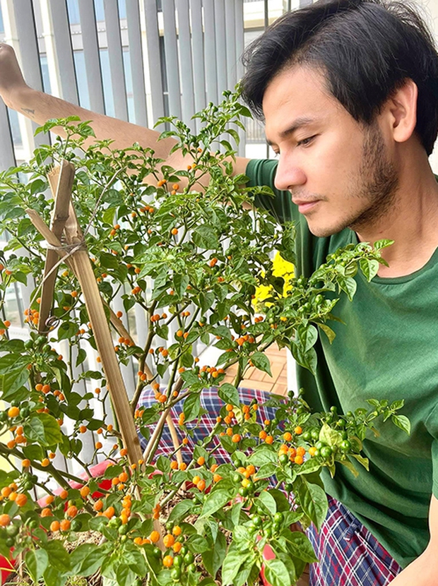 Cây ớt Peru có gì mà giá lên tới nửa tỷ đồng/kg, hàng loạt sao Việt đua nhau mua về trưng Tết? - Ảnh 5. Cây ớt Peru có gì mà giá lên tới nửa tỷ đồng/kg, hàng loạt sao Việt đua nhau mua về trưng Tết? - Ảnh 5.