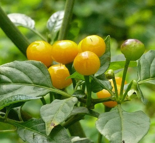 Cây ớt Peru có gì mà giá lên tới nửa tỷ đồng/kg, hàng loạt sao Việt đua nhau mua về trưng Tết? - Ảnh 9. Cây ớt Peru có gì mà giá lên tới nửa tỷ đồng/kg, hàng loạt sao Việt đua nhau mua về trưng Tết? - Ảnh 9.